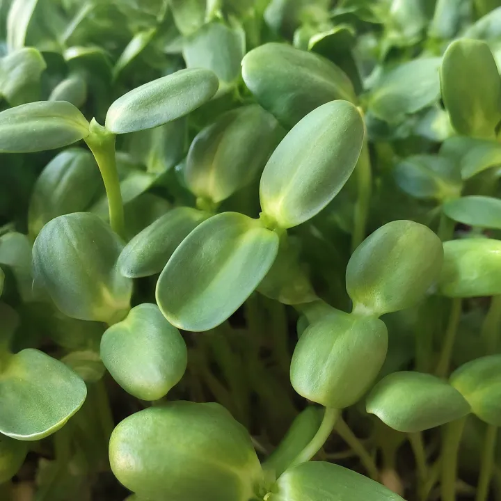 Microgreens Bunga Matahari tebal dan renyah