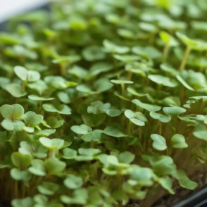 Microgreens Arugula hijau muda tumbuh rapat