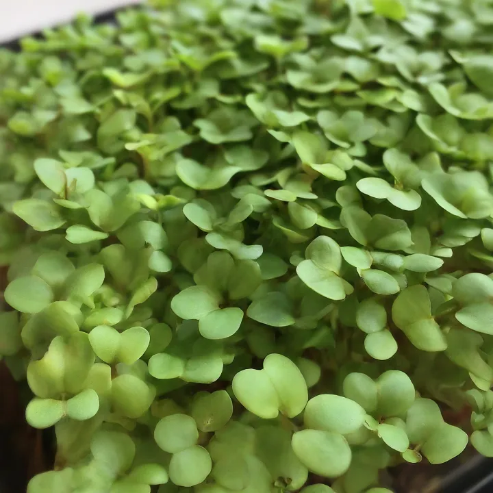 Microgreens Sawi hijau cerah tumbuh rapat
