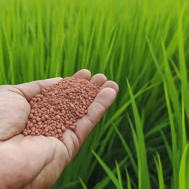 Pupuk SP-36 granular di tanah