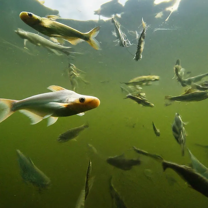 Budidaya Ikan Lele dan Patin secara polikultur