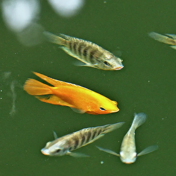 Budidaya Ikan Gurame dan Nila di kolam dengan manajemen khusus