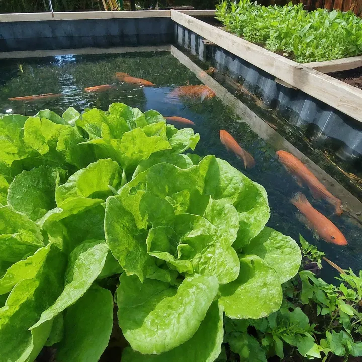 Sistem Aquaponik sederhana dengan ikan Nila dan tanaman air di kolam kecil