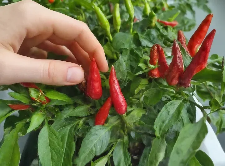 6 Desain Kebun Cabai di Box Styrofoam: Kreatif, Hemat, dan Panen Melimpah!