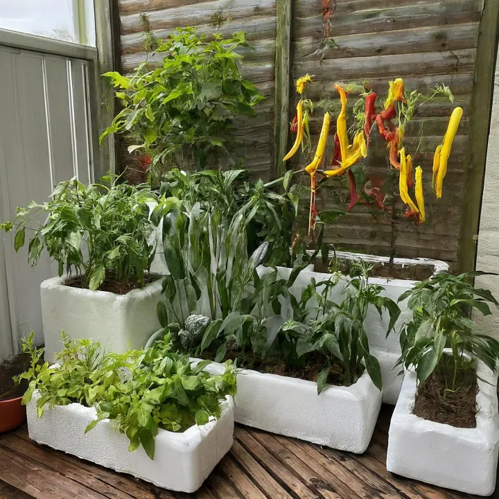 desain kebun cabai berundak styrofoam