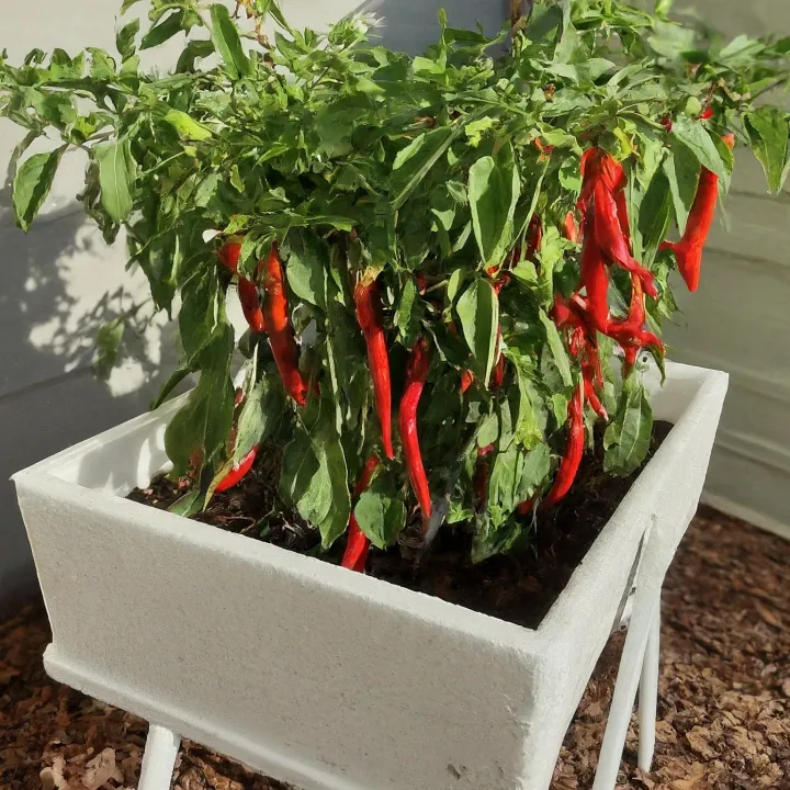 meja tanam cabai box styrofoam