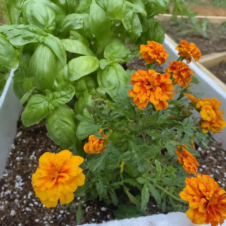 kebun cabai companion planting styrofoam