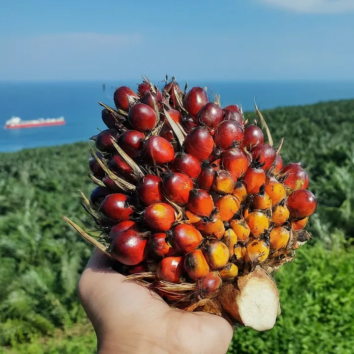 Tandan buah segar kelapa sawit siap diolah