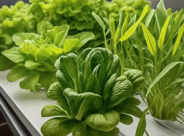 7 Tanaman yang Bisa Ditanam dengan Hidroponik, Cocok untuk Pemula!