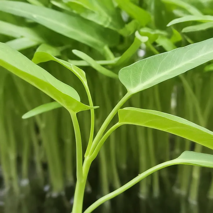 Tanaman kangkung segar tumbuh di sistem hidroponik