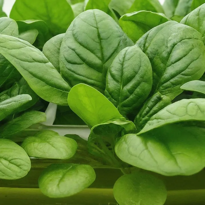 Budidaya sayuran hidroponik bayam hijau subur