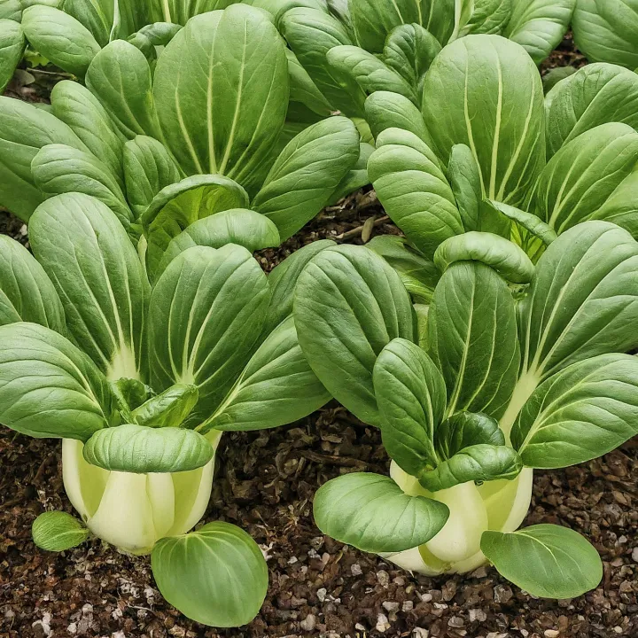 Tanaman pakcoy atau sawi sendok di kebun hidroponik