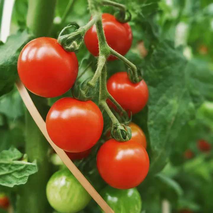 Tanaman buah hidroponik tomat cherry merah matang