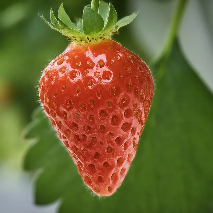 Buah stroberi hidroponik matang di sistem vertikal