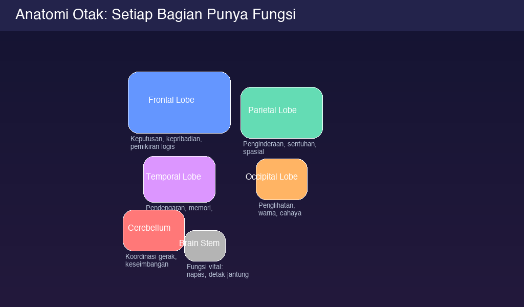 Diagram anatomi otak dengan fungsi setiap bagian