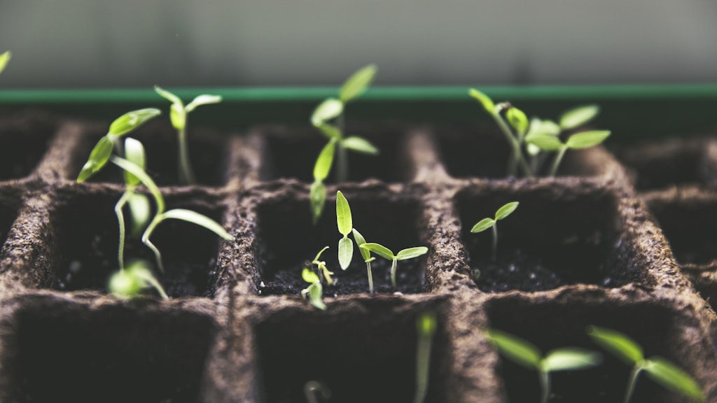 Urban farming dengan wadah container